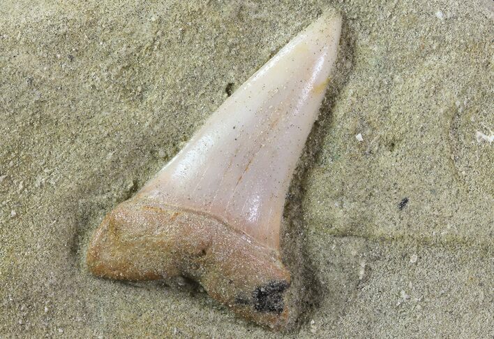 Mako Shark Tooth Fossil On Sandstone - Bakersfield, CA #69001